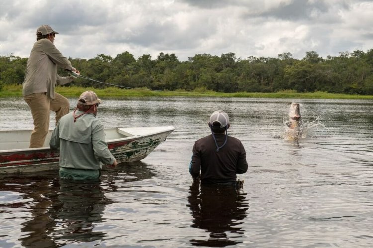 An angler fights a jumping arapaima on the fly